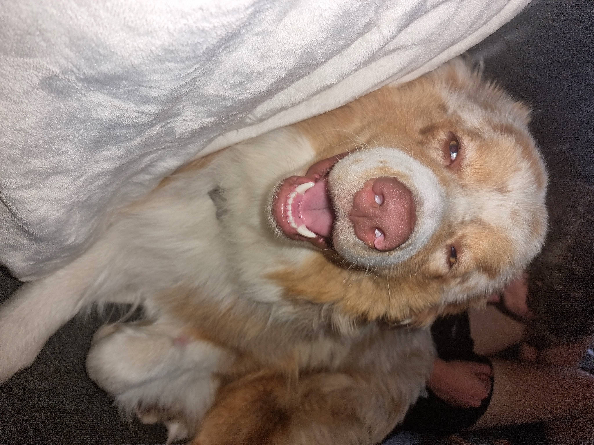 Shadow participe au concours pour gagner de l'argent avec cette photo : canidae, carnivore, companion_dog, dog, dog_breed, ear, fang, fawn, fur, liver, paw, shout, snout, spitz, sporting_group, tooth, whiskers, working_animal, yawn