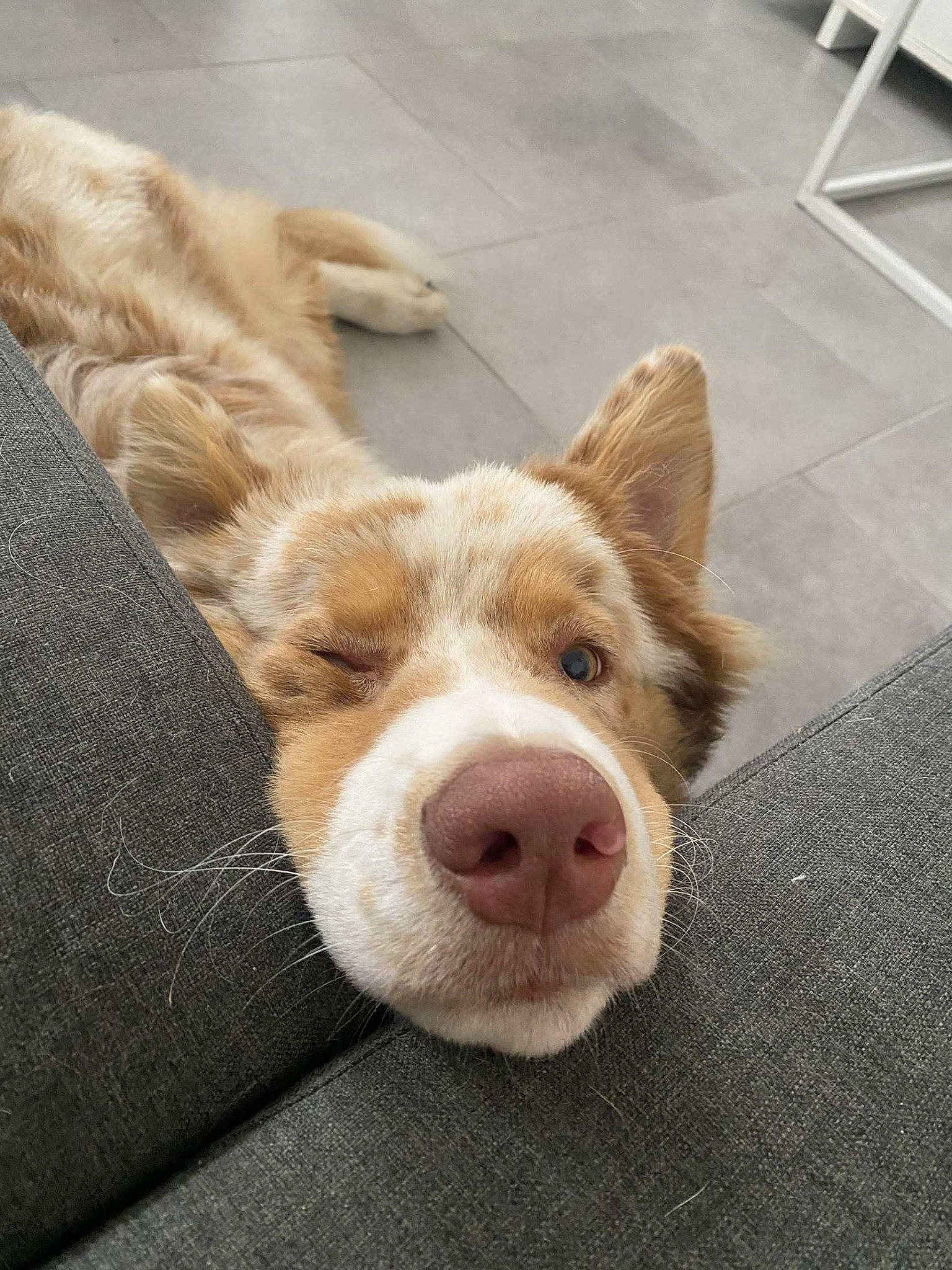 Shadow a rejoint le concours — aidez-le/la à gagner de superbes lots ! canidae, carnivore, comfort, companion_dog, dog, dog_breed, ear, fawn, flooring, fur, liver, paw, road_surface, snout, sporting_group, tail, terrestrial_animal, whiskers, window, working_animal