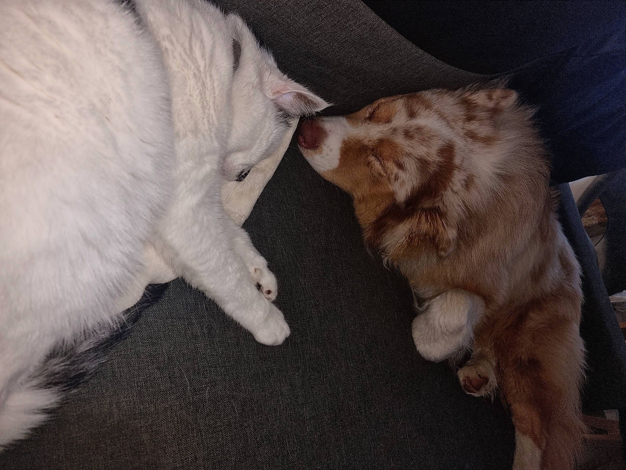 Bella participe au concours pour gagner de l'argent avec cette photo : canidae, carnivore, cat, claw, comfort, companion_dog, dog_breed, domestic_short_haired_cat, fawn, felidae, fur, nap, paw, small_to_medium_sized_cats, snout, sporting_group, tail, terrestrial_animal, whiskers