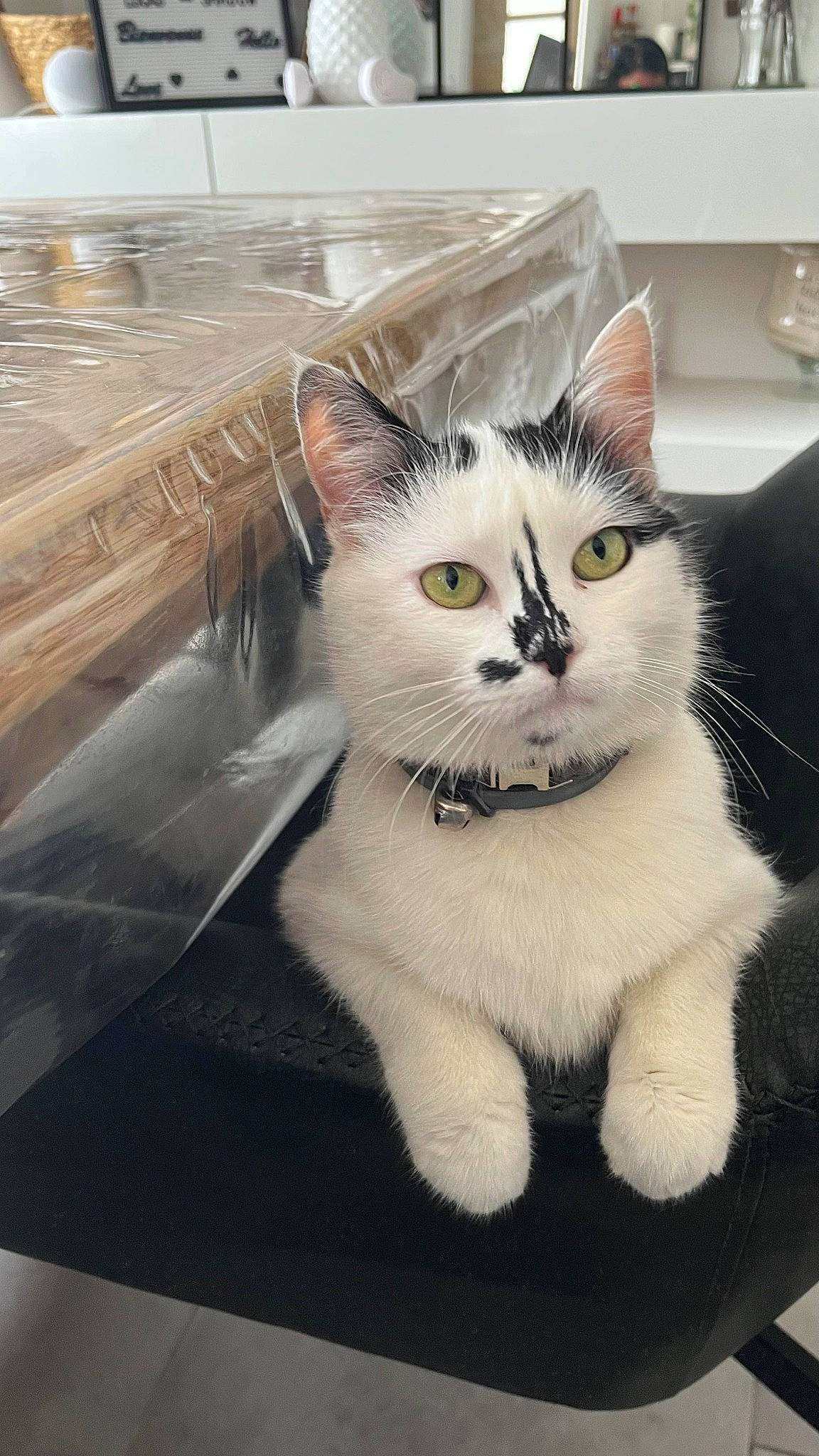 Bella participe au concours pour gagner de l'argent avec cette photo : box, carnivore, cat, domestic_short_haired_cat, felidae, fur, hood, paw, photo_caption, sitting, small_to_medium_sized_cats, snout, tail, vehicle_door, whiskers, window, windshield