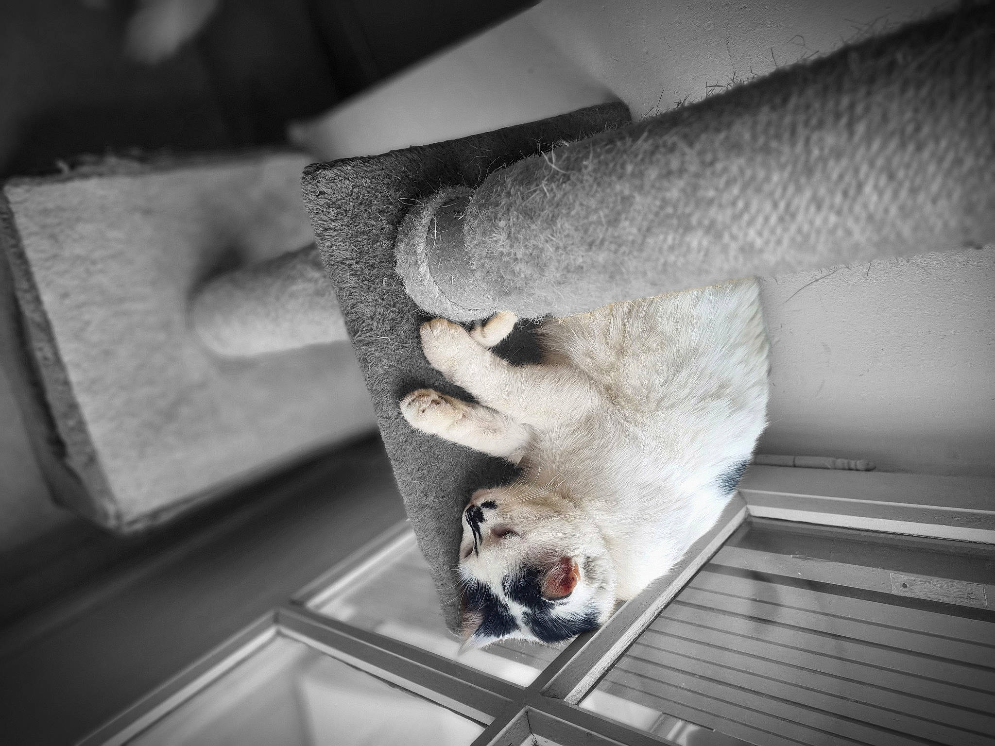 Bella participe au concours pour gagner de l'argent avec cette photo : carnivore, comfort, companion_dog, dog_breed, domestic_short_haired_cat, fawn, felidae, flooring, fur, gesture, grey, human_leg, monochrome, monochrome_photography, paw, small_to_medium_sized_cats, snout, tail, whiskers, wood