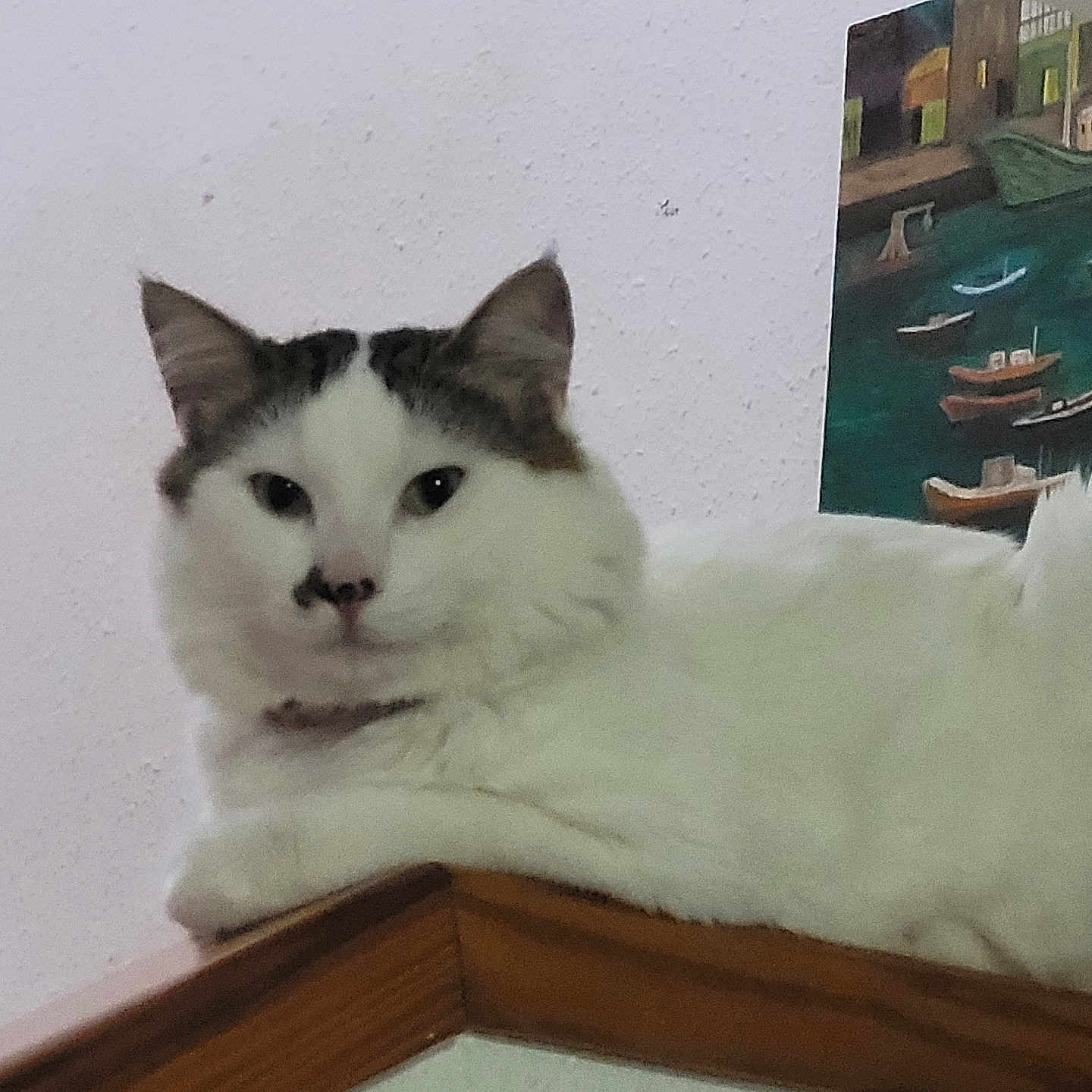 Blonco participe au concours pour gagner de l'argent avec cette photo : animal, calm, cat, cozy, domestic_animal, ears, feline, fluffy, fur, house, indoor, looking_at_camera, painting, pet, portrait, relaxed, resting, wall, white_cat, wooden_ledge