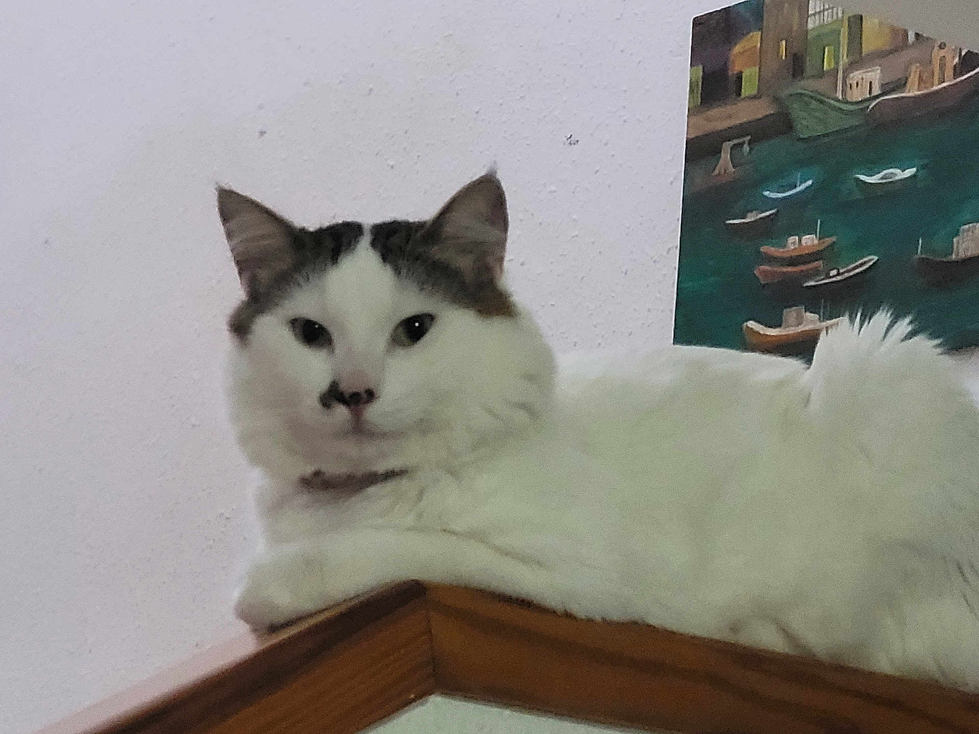 Blonco participe au concours pour gagner de l'argent avec cette photo : animal, calm, cat, cozy, domestic_animal, ears, feline, fluffy, fur, house, indoor, looking_at_camera, painting, pet, portrait, relaxed, resting, wall, white_cat, wooden_ledge