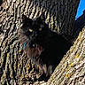 alert, animal, bark, black_cat, blue_sky, branch, cat, closeup, daylight, feline, fur, nature, outdoor, pet, shadow, sunlight, texture, tree, wildlife, yellow_eyes