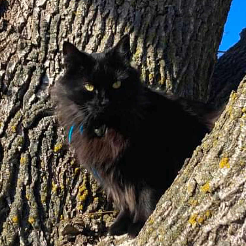 Sybil