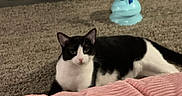 Emmie joined the competition — help win amazing prizes! animal, black_and_white, blanket, carpet, cat, comfort, cozy, domestic, feline, floor, home, household, indoor, pet, pet_tent, pink, relaxed, resting, soft_texture, toy