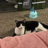 Emmie joined the competition — help win amazing prizes! cat, black_and_white, carpet, pet_tent, toy, indoor, floor, blanket, pink, cozy, resting, feline, animal, domestic, pet, household, relaxed, soft_texture, home, comfort
