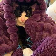 Emmie is registered to the contest to win money with this photo: cat, black_and_white, blanket, purple, pom_poms, cozy, indoor, pet, sleeping, paw, fur, resting, close_up, comfort, soft_texture, relaxed, animal, cute, feline, home