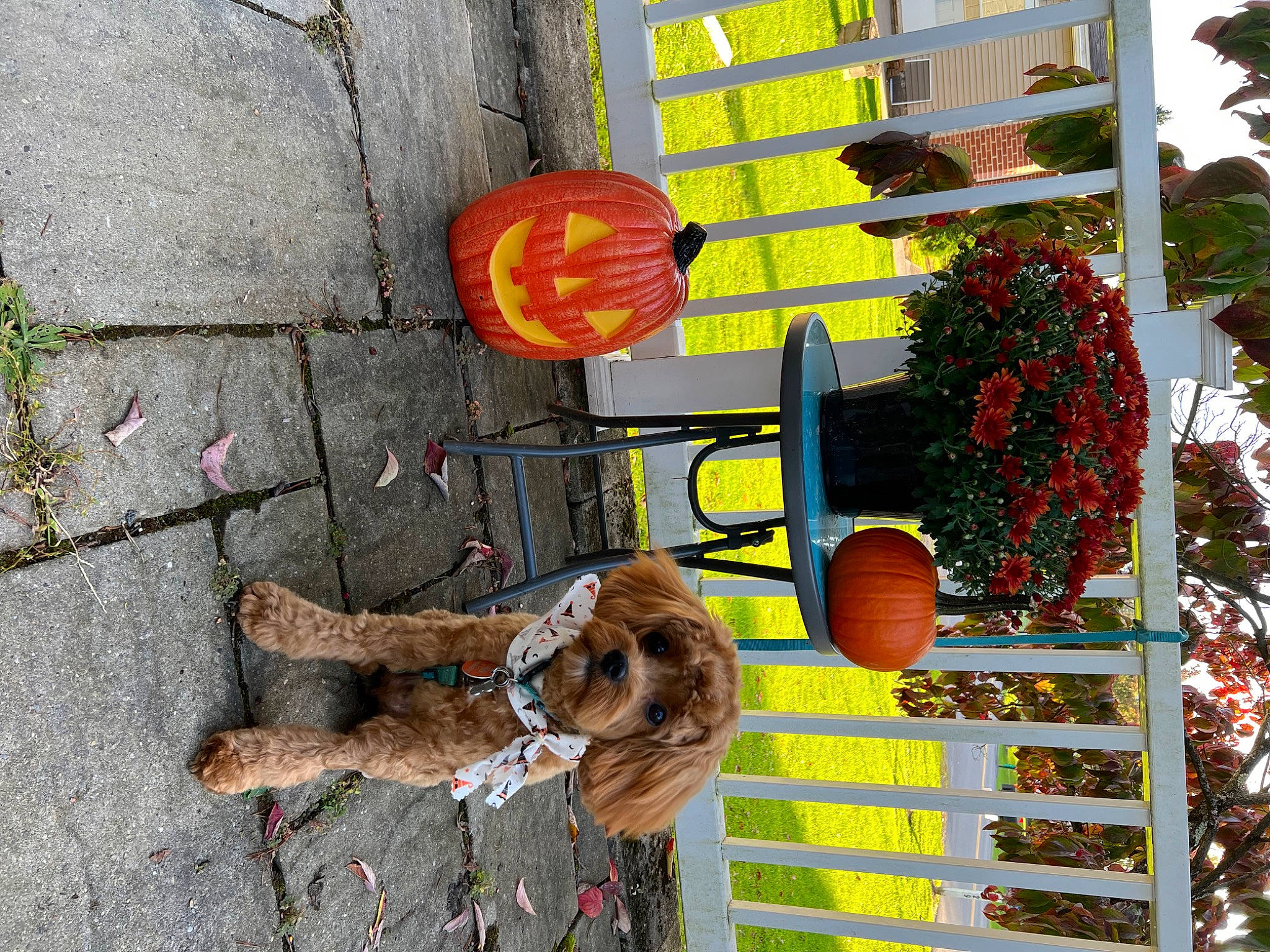 Harrison is registered to the contest to win money with this photo: carnivore, dog, dog_breed, flowerpot, hat, metal, pedestrian, plant, road, road_surface, sidewalk, signaling_device, street, tints_and_shades, traffic_light, traffic_sign, tree, window, wood, yellow