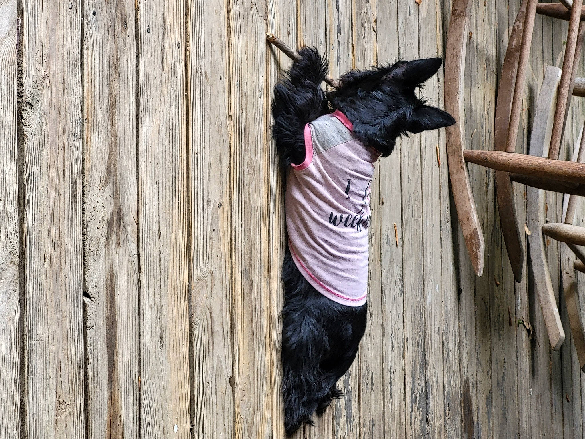 Rubee is registered to the contest to win money with this photo: canidae, carnivore, collar, companion_dog, dog, dog_breed, dog_collar, dog_supply, fawn, fur, grey, hardwood, helmet, snout, sporting_group, tail, tree, trunk, wood, working_animal