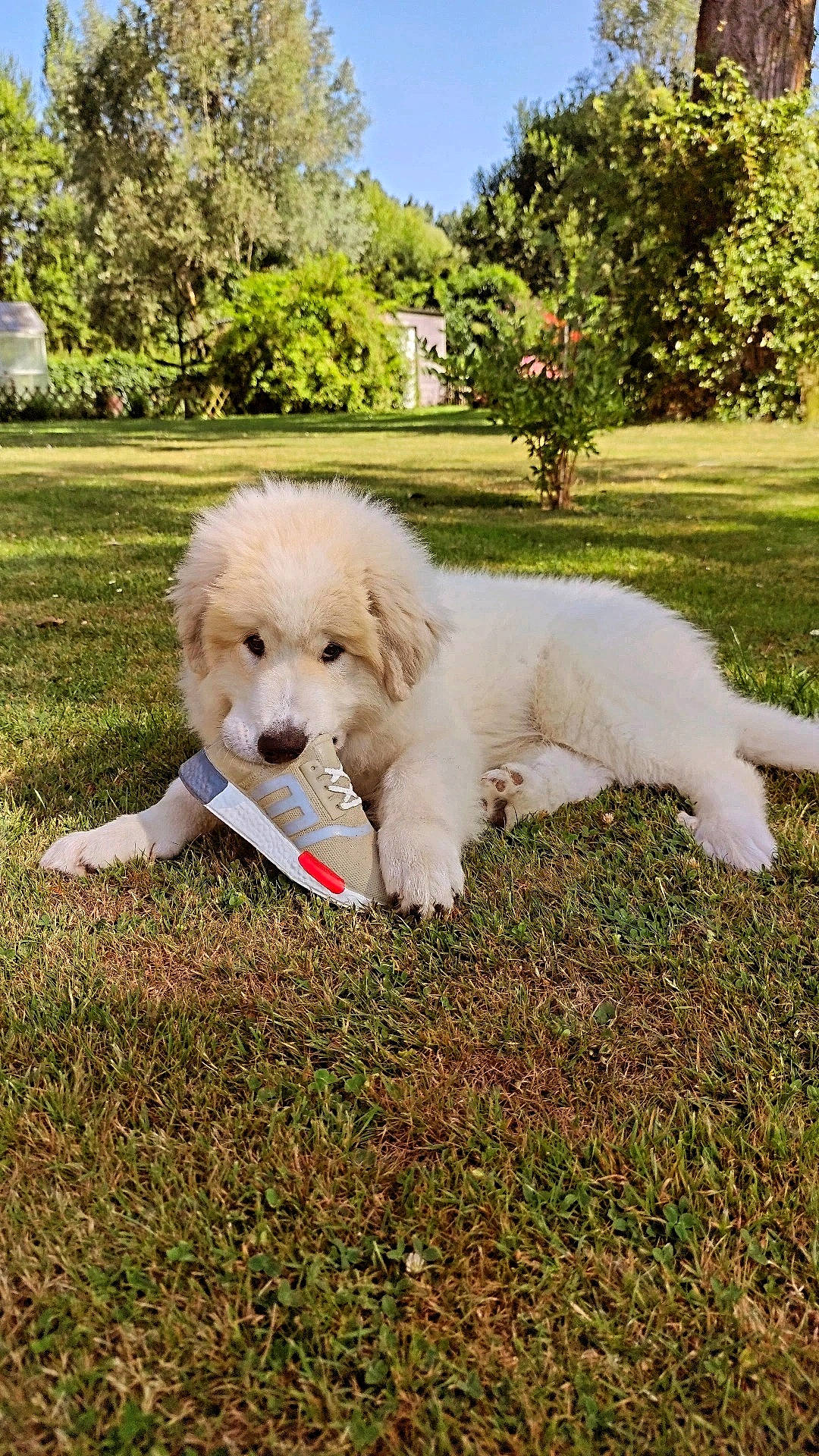 Tao participe au concours pour gagner de l'argent avec cette photo : canidae, carnivore, companion_dog, dog, dog_breed, garden, grass, non_sporting_group, plant, sky, sporting_group, tail, tree, working_animal, working_dog