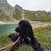 Ulysse a rejoint le concours — aidez-le/la à gagner de superbes lots ! dog, black_dog, grass, lake, mountain, nature, outdoor, scenery, pet, animal, leash, landscape, tongue_out, relaxing, wildflowers, hill, fur, canine, summer, adventure