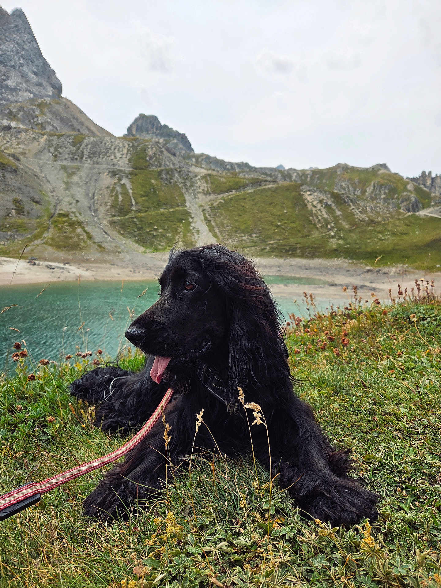 Ulysse a rejoint le concours — aidez-le/la à gagner de superbes lots ! dog, black_dog, grass, lake, mountain, nature, outdoor, scenery, pet, animal, leash, landscape, tongue_out, relaxing, wildflowers, hill, fur, canine, summer, adventure