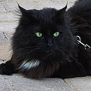 Ti Bo participe au concours pour gagner de l'argent avec cette photo : cat, black_cat, fluffy, green_eyes, outdoor, stone_pavement, animal, pet, feline, lying_down, close_up, whiskers, ears, fur, leash, resting, alert, nature, mammal, domestic_animal