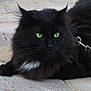 cat, black_cat, fluffy, green_eyes, outdoor, stone_pavement, animal, pet, feline, lying_down, close_up, whiskers, ears, fur, leash, resting, alert, nature, mammal, domestic_animal
