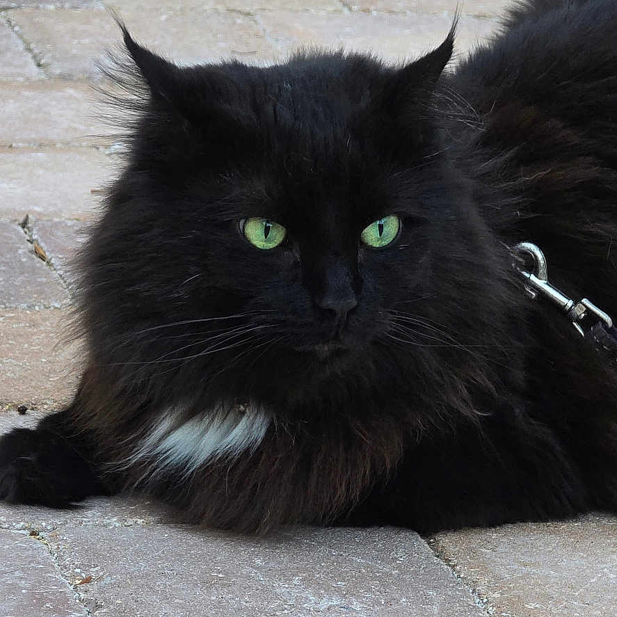 Ti Bo participe au concours pour gagner de l'argent avec cette photo : alert, animal, black_cat, cat, close_up, domestic_animal, ears, feline, fluffy, fur, green_eyes, leash, lying_down, mammal, nature, outdoor, pet, resting, stone_pavement, whiskers