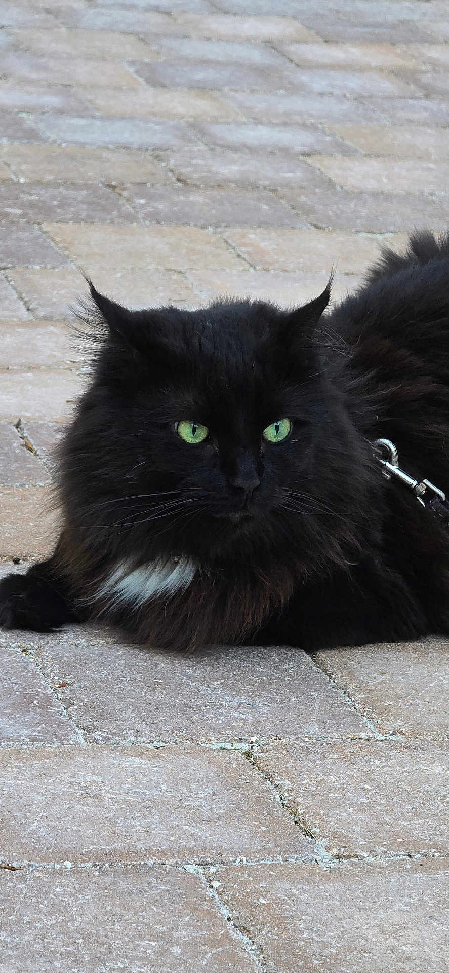 Ti Bo participe au concours pour gagner de l'argent avec cette photo : cat, black_cat, fluffy, green_eyes, outdoor, stone_pavement, animal, pet, feline, lying_down, close_up, whiskers, ears, fur, leash, resting, alert, nature, mammal, domestic_animal