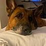 dog, german_shepherd, pet, indoor, bed, blanket, resting, close_up, muzzle, ears, brown, black, fur, calm, relaxed, technology, television, laptop, desk, home