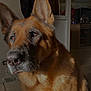 dog, german_shepherd, pet, indoor, sunlight, fur, ears, portrait, close_up, animal, canine, brown, black, face, expression, shadow, home, carpet, curtain, furniture