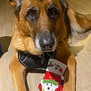 Laki a rejoint le concours — aidez-le/la à gagner de superbes lots ! dog, german_shepherd, pet, indoor, floor, harness, stocking, christmas, holiday, decor, animal, canine, ears, fur, nose, paws, toy, cute, brown, black