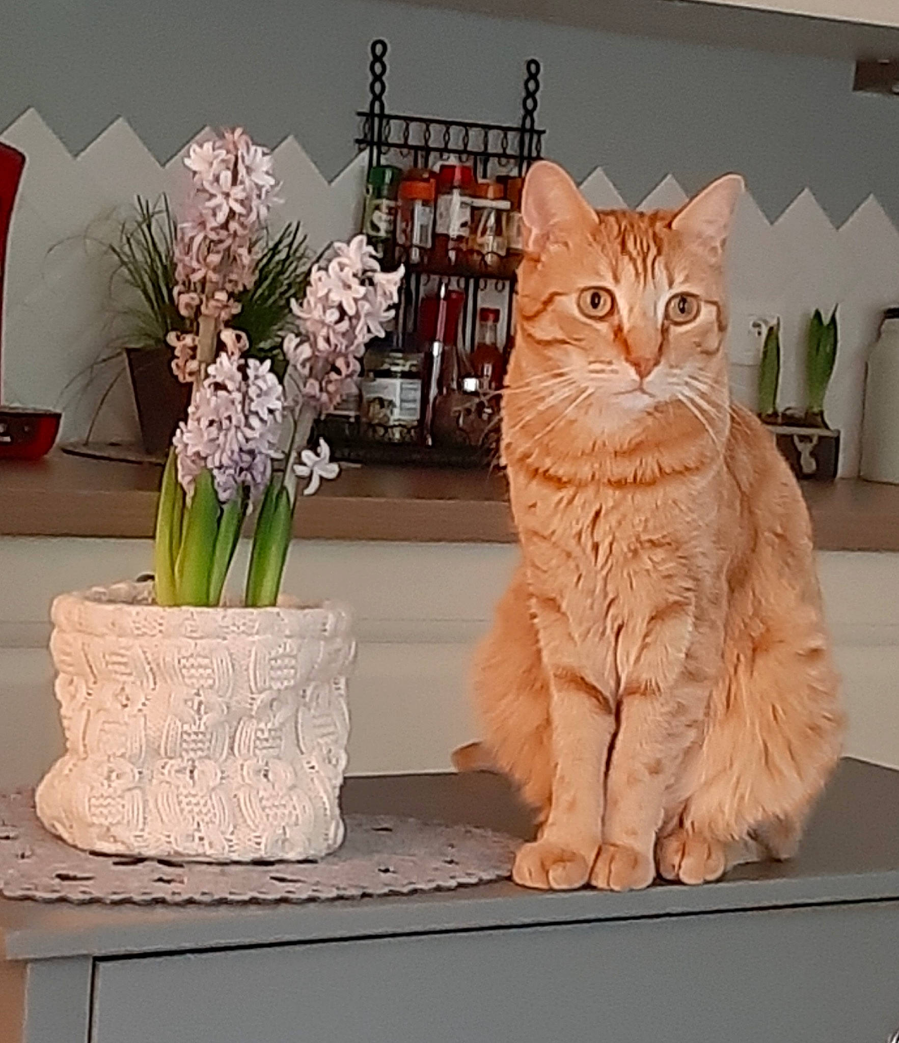 Rouky participe au concours pour gagner de l'argent avec cette photo : artificial_flower, carnivore, cat, domestic_short_haired_cat, fawn, felidae, flower, flower_arranging, flowerpot, houseplant, petal, plant, rectangle, shelf, small_to_medium_sized_cats, tail, vase, whiskers, window, wood