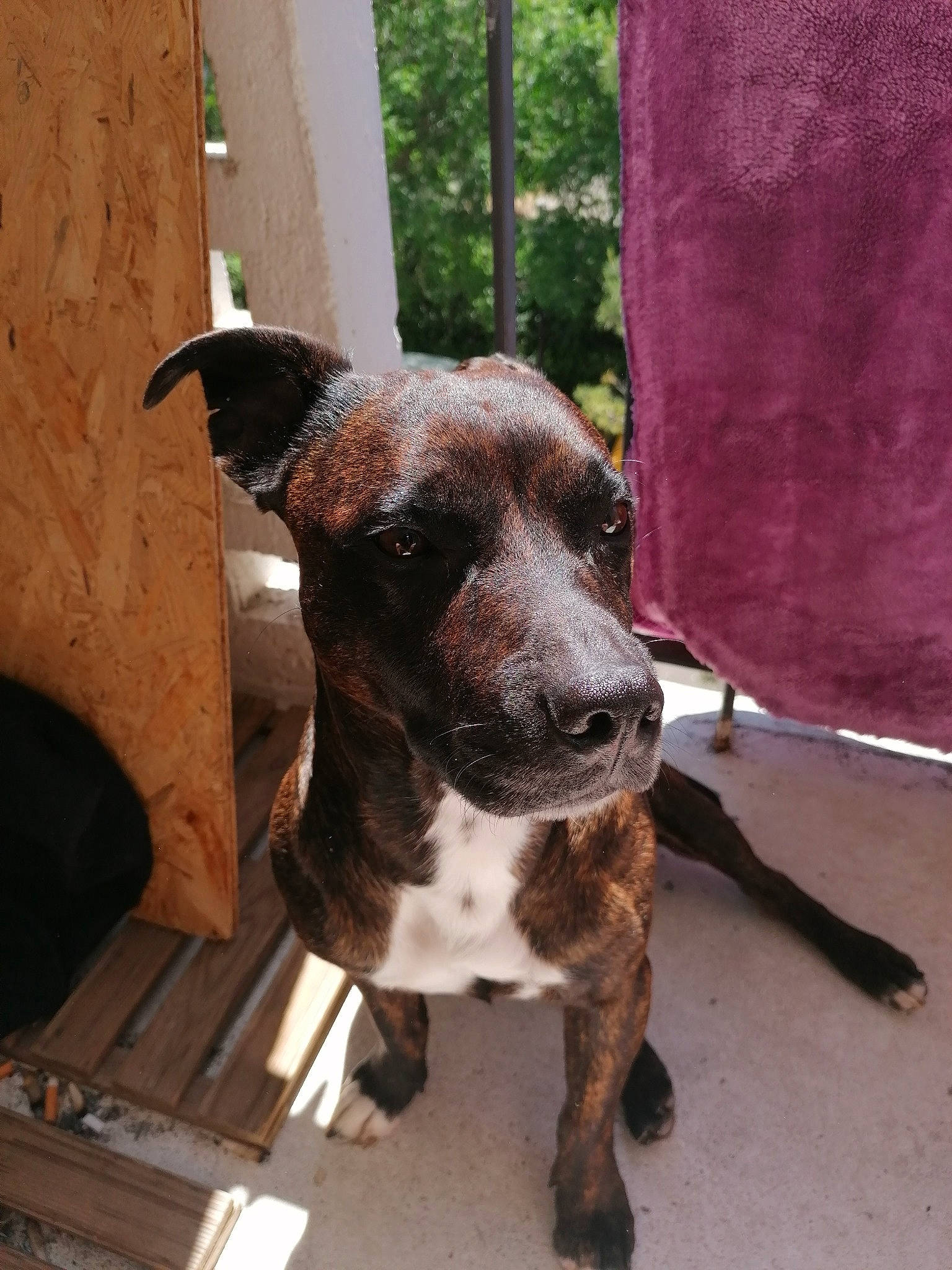 Jaki participe au concours pour gagner de l'argent avec cette photo : american_pit_bull_terrier, canidae, carnivore, dog, dog_breed, fawn, mammal, mountain_cur, non_sporting_group, potcake_dog, snout, sporting_group, street_dog, vertebrate, whiskers