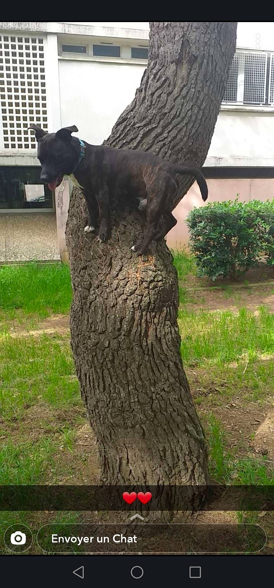 Jaki participe au concours pour gagner de l'argent avec cette photo : art, carving, chainsaw_carving, plant, sculpture, tree, trunk, wood, woody_plant