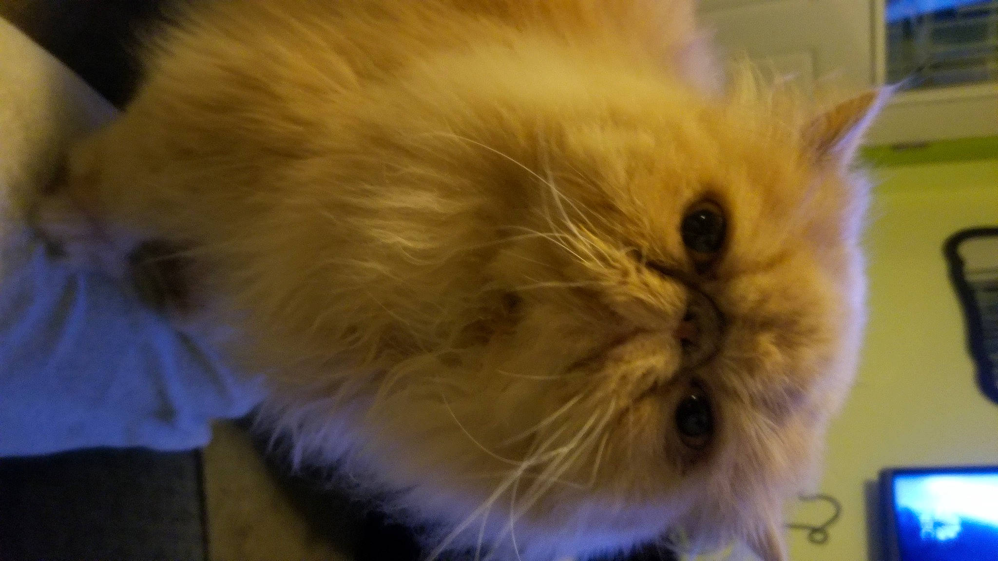 Muggsy joined the competition — help win amazing prizes! box, british_longhair, carnivore, cat, fawn, felidae, fur, hair, iris, mammal, persian, small_to_medium_sized_cats, snout, vertebrate, whiskers