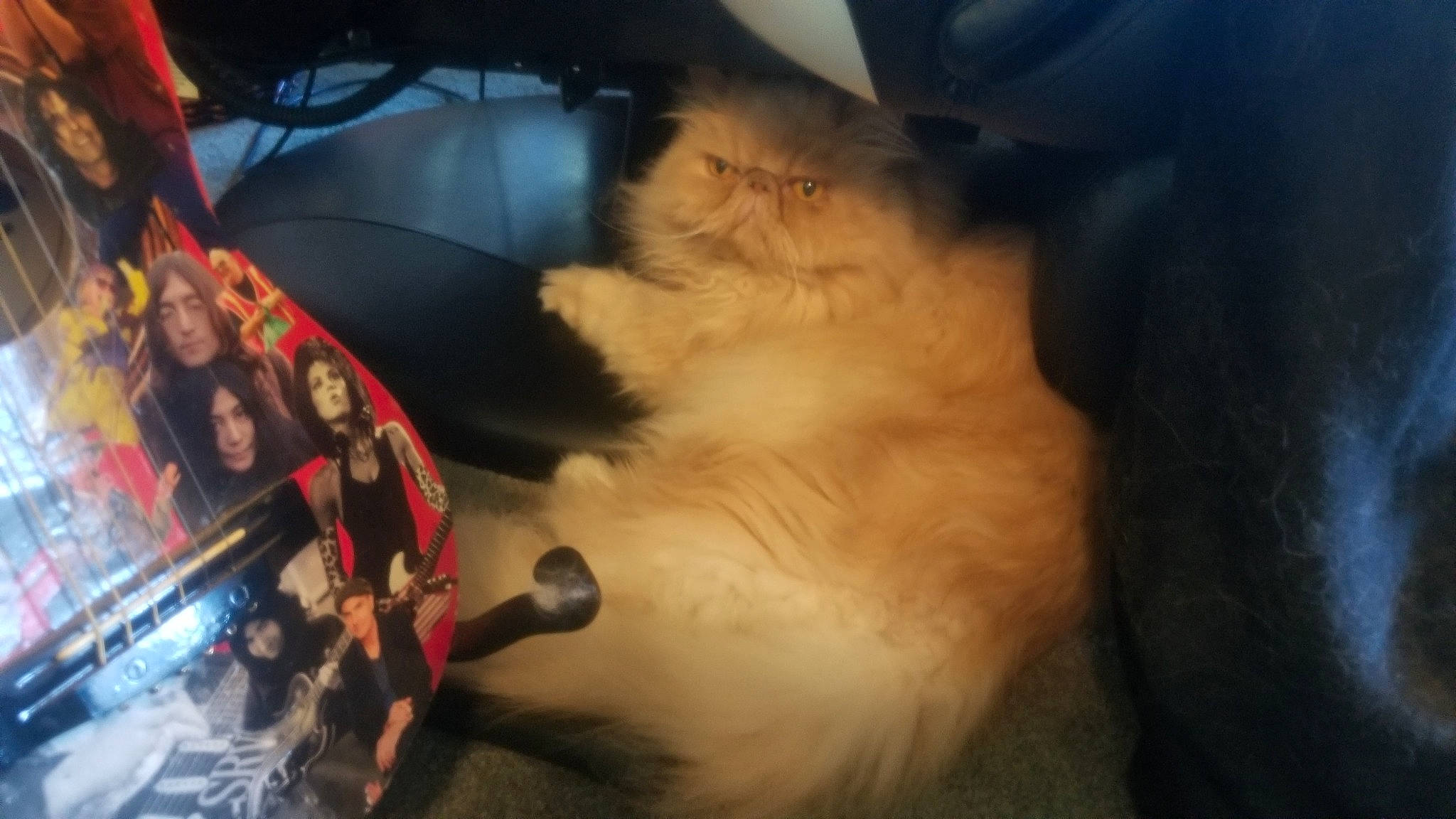 Muggsy joined the competition — help win amazing prizes! canidae, carnivore, cat, claw, comfort, companion_dog, dog_breed, event, fang, fawn, felidae, fur, paw, pomeranian, small_to_medium_sized_cats, spitz, sporting_group, tail, toy_dog, whiskers