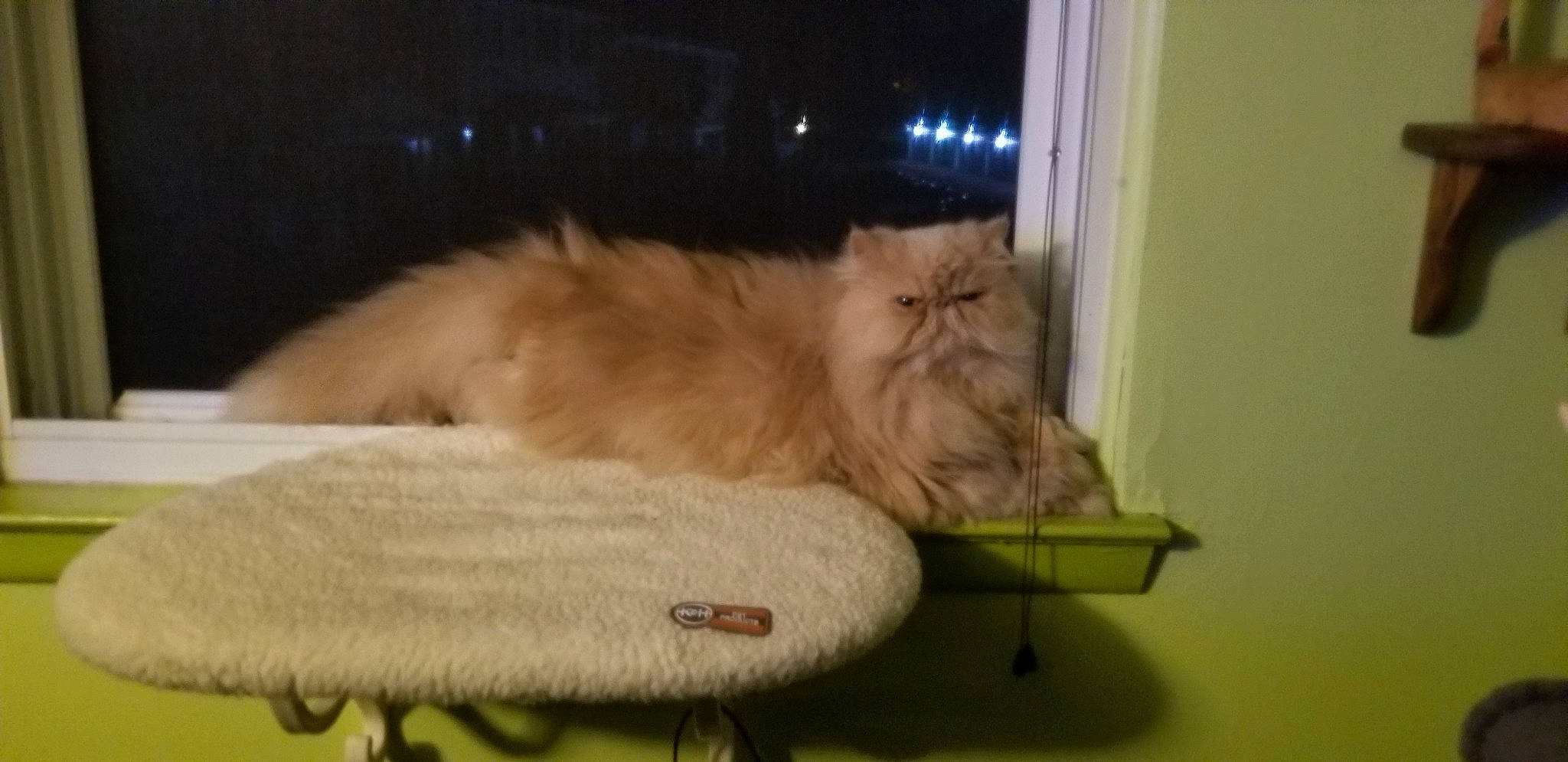 Muggsy is registered to the contest to win money with this photo: canidae, carnivore, cat, cat_supply, comfort, companion_dog, dog_breed, fawn, felidae, flooring, fur, hardwood, paw, small_to_medium_sized_cats, sporting_group, tail, whiskers