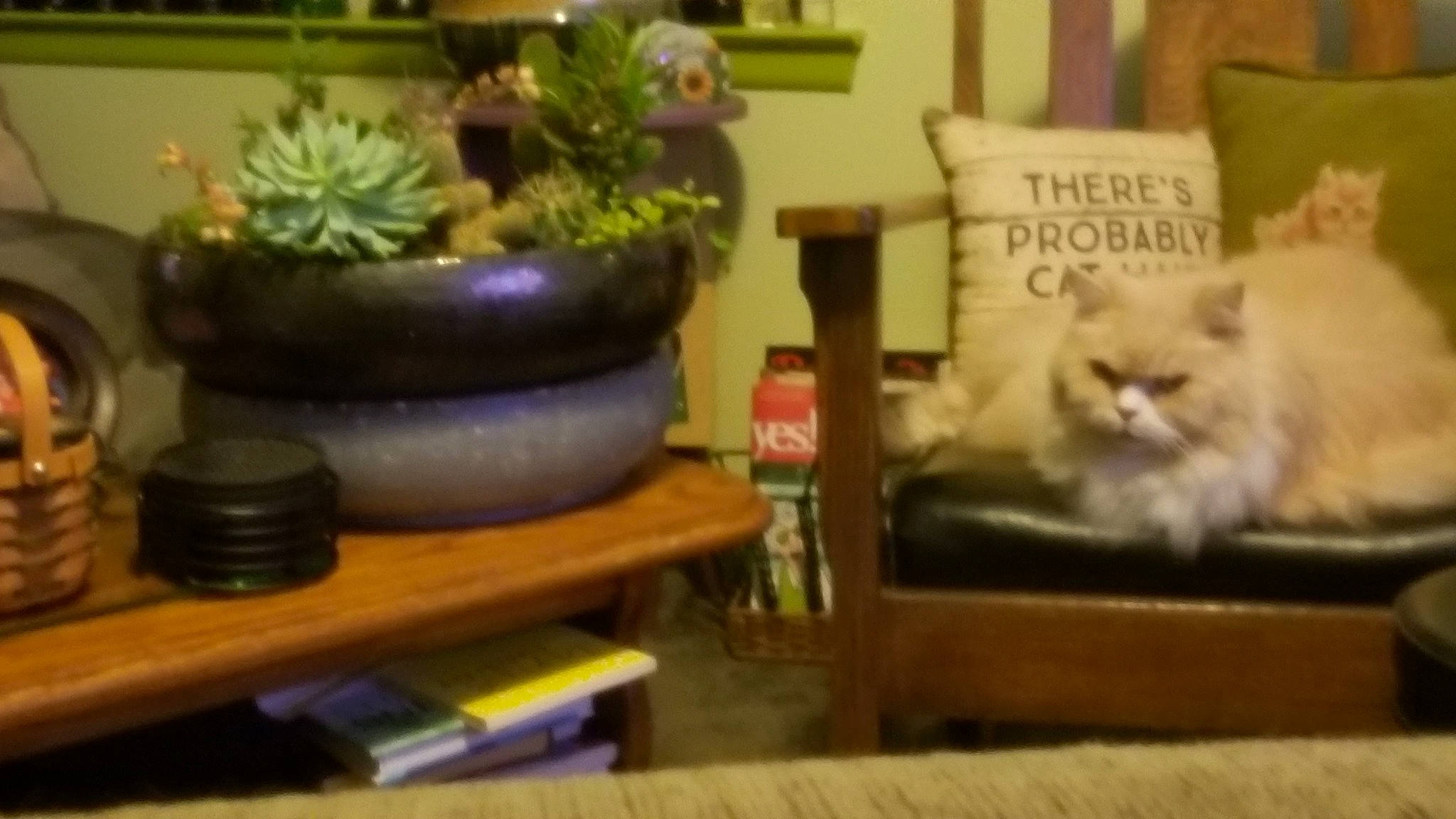 Zeus is registered to the contest to win money with this photo: carnivore, cat, comfort, felidae, flowerpot, hardwood, house, houseplant, living_room, picture_frame, plant, pottery, room, serveware, small_to_medium_sized_cats, table, terrestrial_plant, vase, whiskers, wood