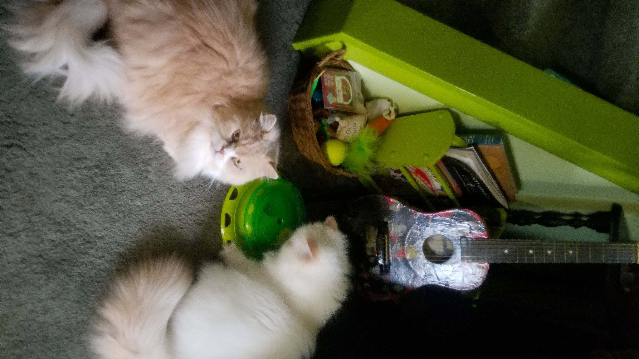 Zeus joined the competition — help win amazing prizes! canidae, carnivore, cat, cat_supply, cat_toy, companion_dog, dog_breed, felidae, fur, mammal, paw, plastic, room, small_to_medium_sized_cats, sporting_group, stuffed_toy, tail, toy, vertebrate, whiskers