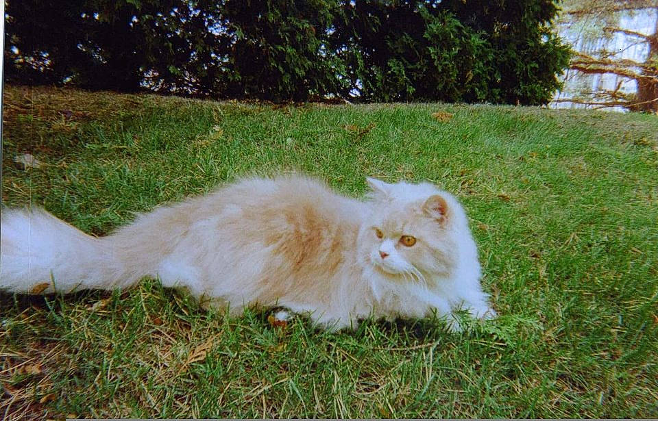 Zeus joined the competition — help win amazing prizes! canidae, carnivore, cat, dog_breed, fawn, felidae, fur, grass, grass_family, lawn, mammal, non_sporting_group, pomeranian, small_to_medium_sized_cats, spitz, vertebrate, whiskers, yard