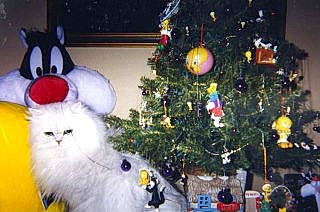 So is registered to the contest to win money with this photo: cat, christmas, christmas_decoration, christmas_eve, christmas_ornament, christmas_tree, conifer, event, evergreen, felidae, fur, happy, holiday, holiday_ornament, interior_design, ornament, small_to_medium_sized_cats, tradition, tree, whiskers