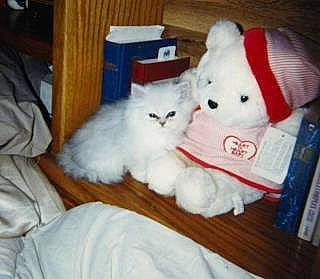 So joined the competition — help win amazing prizes! blue, carnivore, comfort, dog_breed, eye, felidae, head, mammal, nap, plush, product, room, small_to_medium_sized_cats, stuffed_toy, textile, toy, vertebrate, whiskers, wood, yellow