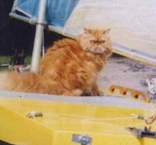 Sez is registered to the contest to win money with this photo: carnivore, cat, comfort, domestic_short_haired_cat, fawn, felidae, fur, hardwood, paw, photo_caption, small_to_medium_sized_cats, tail, whiskers, wood