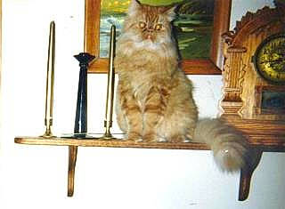 Sez joined the competition — help win amazing prizes! carnivore, cat, chair, clock, comfort, domestic_short_haired_cat, drawer, fawn, felidae, fur, maine_coon, rectangle, room, sitting, small_to_medium_sized_cats, tail, terrestrial_animal, whiskers, wood, wood_stain