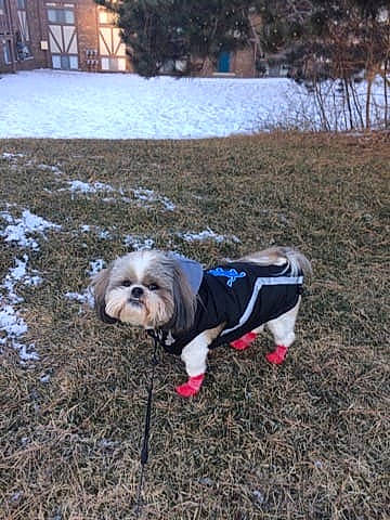 Numosh joined the competition — help win amazing prizes! carnivore, companion_dog, dog, dog_breed, dog_clothes, dog_supply, fashion_accessory, grass, leash, plant, small_terrier, snout, snow, soil, sporting_group, terrier, toy_dog, tree, window, winter