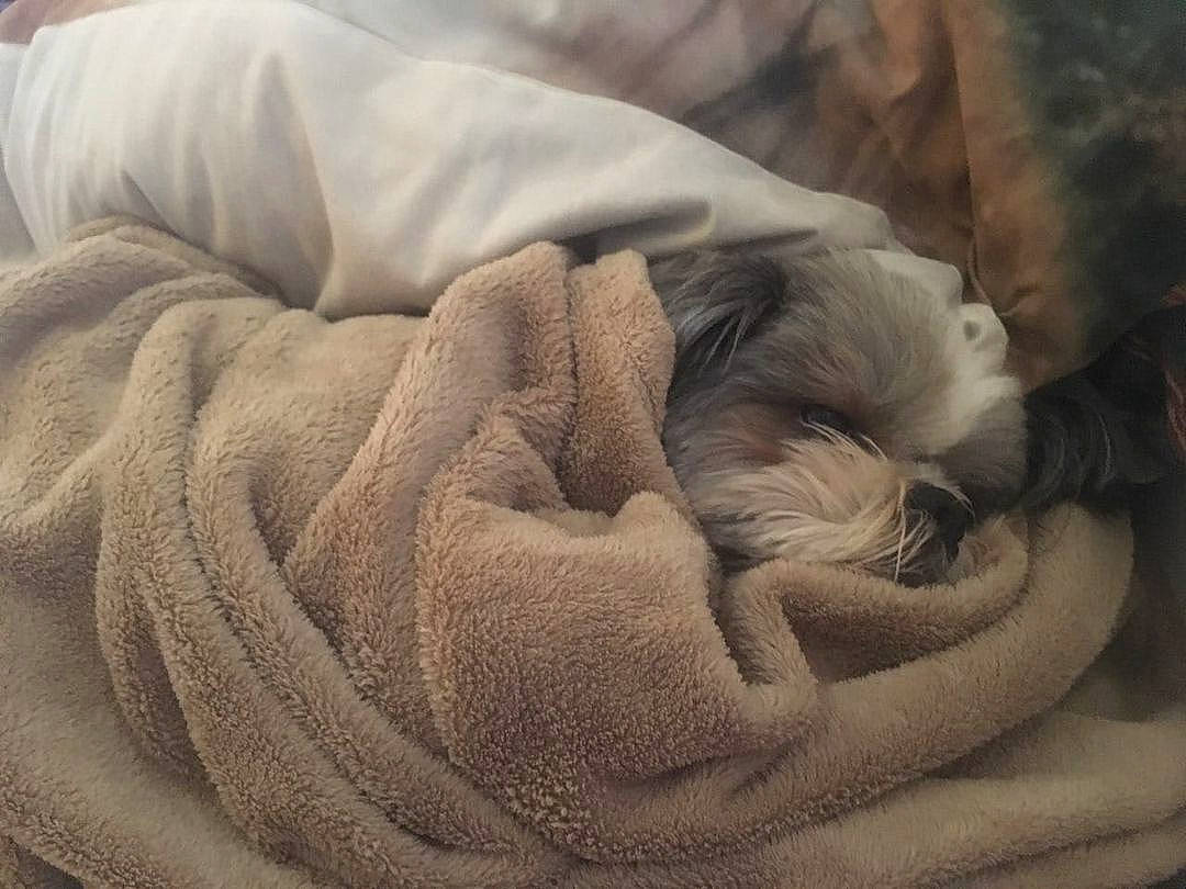 Numosh joined the competition — help win amazing prizes! art, bedding, carving, comfort, flooring, fur, grey, hand, linens, neck, pattern, petal, plant, rock, rose_order, silk, thread, wood, wool, wrinkle