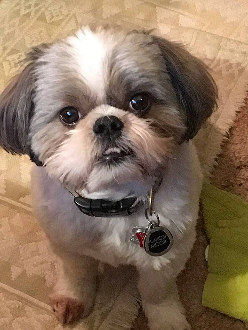 Numosh is registered to the contest to win money with this photo: canidae, carnivore, companion_dog, dog, dog_breed, dog_supply, eye, fawn, fur, grass, liver, mal_shi, maltepoo, shih_tzu, small_terrier, snout, sporting_group, terrestrial_animal, toy_dog, working_animal