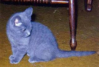 Smokie joined the competition — help win amazing prizes! art, carnivore, cat, domestic_short_haired_cat, electric_blue, fawn, felidae, flooring, fur, grey, hardwood, metal, paw, russian_blue, small_to_medium_sized_cats, snout, tail, terrestrial_animal, whiskers, wood