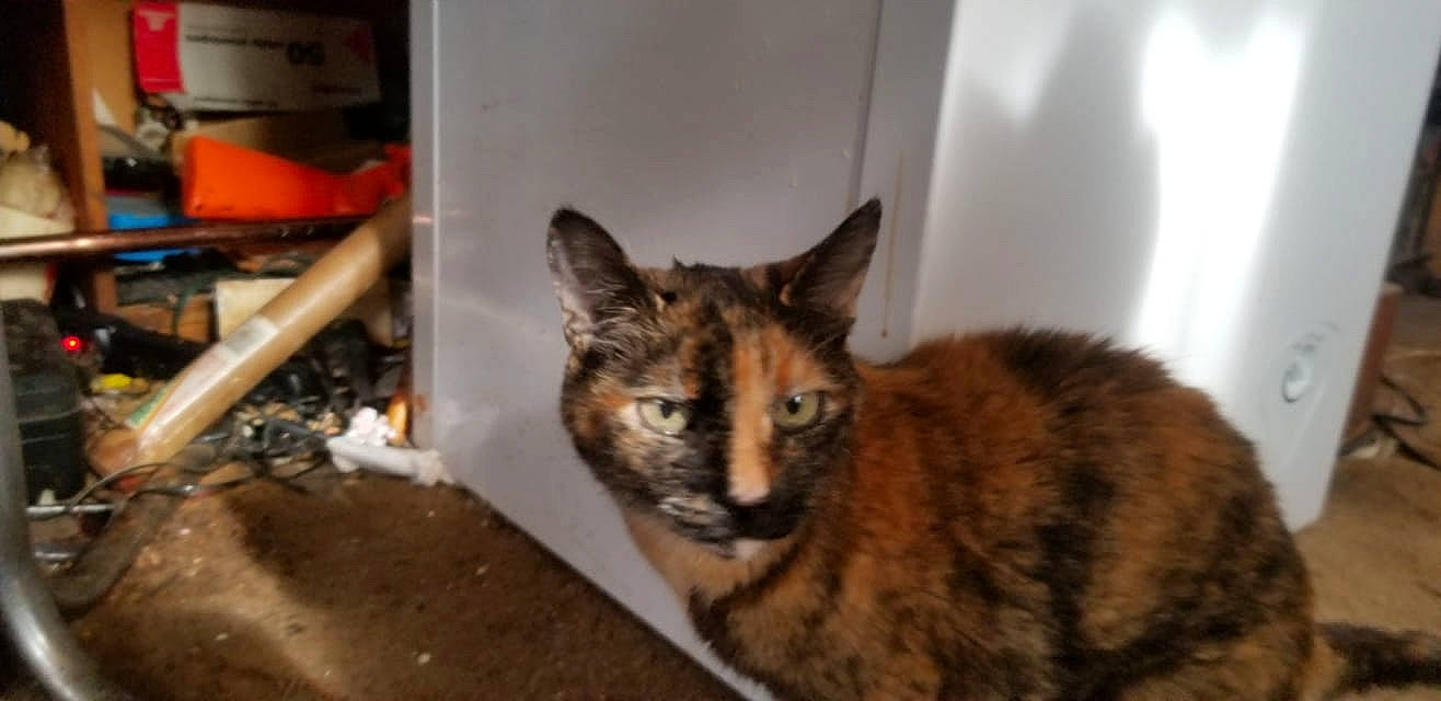 Shanelle joined the competition — help win amazing prizes! animal_shelter, carnivore, cat, cat_supply, domestic_short_haired_cat, door, felidae, fur, pet_supply, small_to_medium_sized_cats, snout, tail, terrestrial_animal, whiskers, window