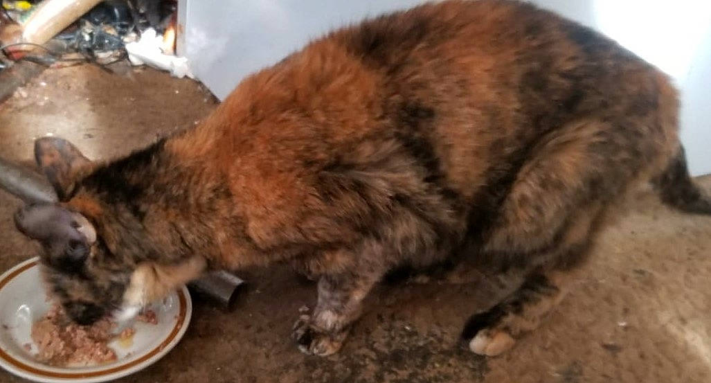 Shanelle is registered to the contest to win money with this photo: carnivore, cat, cat_food, claw, dog_breed, domestic_short_haired_cat, felidae, fur, liver, paw, small_to_medium_sized_cats, tail, terrestrial_animal, whiskers