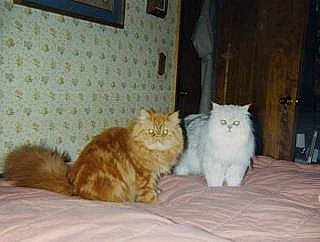 Simon is registered to the contest to win money with this photo: carnivore, cat, comfort, domestic_short_haired_cat, door, fawn, felidae, flooring, fur, hardwood, paw, picture_frame, sitting, small_to_medium_sized_cats, snout, tail, terrestrial_animal, whiskers, wood