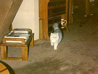 Simon joined the competition — help win amazing prizes! beige, brown, building, carnivore, dog, flooring, hardwood, house, office_supplies, wood, working_animal