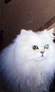 Simon is registered to the contest to win money with this photo: asian_semi_longhair, black, carnivore, cat, domestic_long_haired_cat, felidae, fur, iris, persian, small_to_medium_sized_cats, snout, turkish_angora, vertebrate, whiskers, white