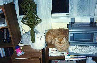 Simon joined the competition — help win amazing prizes! carnivore, cat, computer_hardware, felidae, fur, hardwood, home, laptop, laptop_accessory, laptop_part, netbook, office_equipment, room, shelf, small_to_medium_sized_cats, technology, vertebrate, whiskers, wood, wood_stain