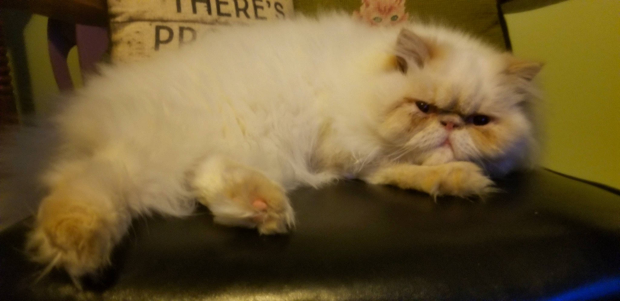 Khaos joined the competition — help win amazing prizes! carnivore, cat, claw, comfort, fang, fawn, felidae, fur, grass, paw, persian, photo_caption, small_to_medium_sized_cats, snout, tail, terrestrial_animal, whiskers