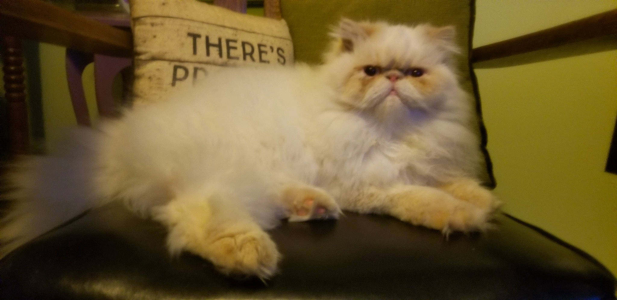 Khaos joined the competition — help win amazing prizes! carnivore, cat, claw, fawn, felidae, fur, paw, persian, small_to_medium_sized_cats, terrestrial_animal, whiskers