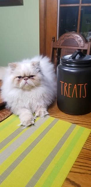 Khaos joined the competition — help win amazing prizes! automotive_tire, camera_lens, carnivore, cat, drinkware, fawn, felidae, floor, flooring, font, fur, gas, hardwood, persian, small_to_medium_sized_cats, snout, varnish, whiskers, wood, wood_stain